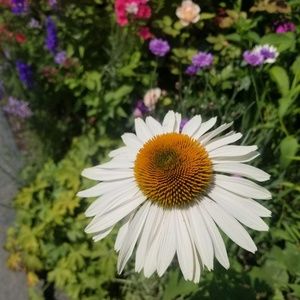 Meet your Posher, Leiss